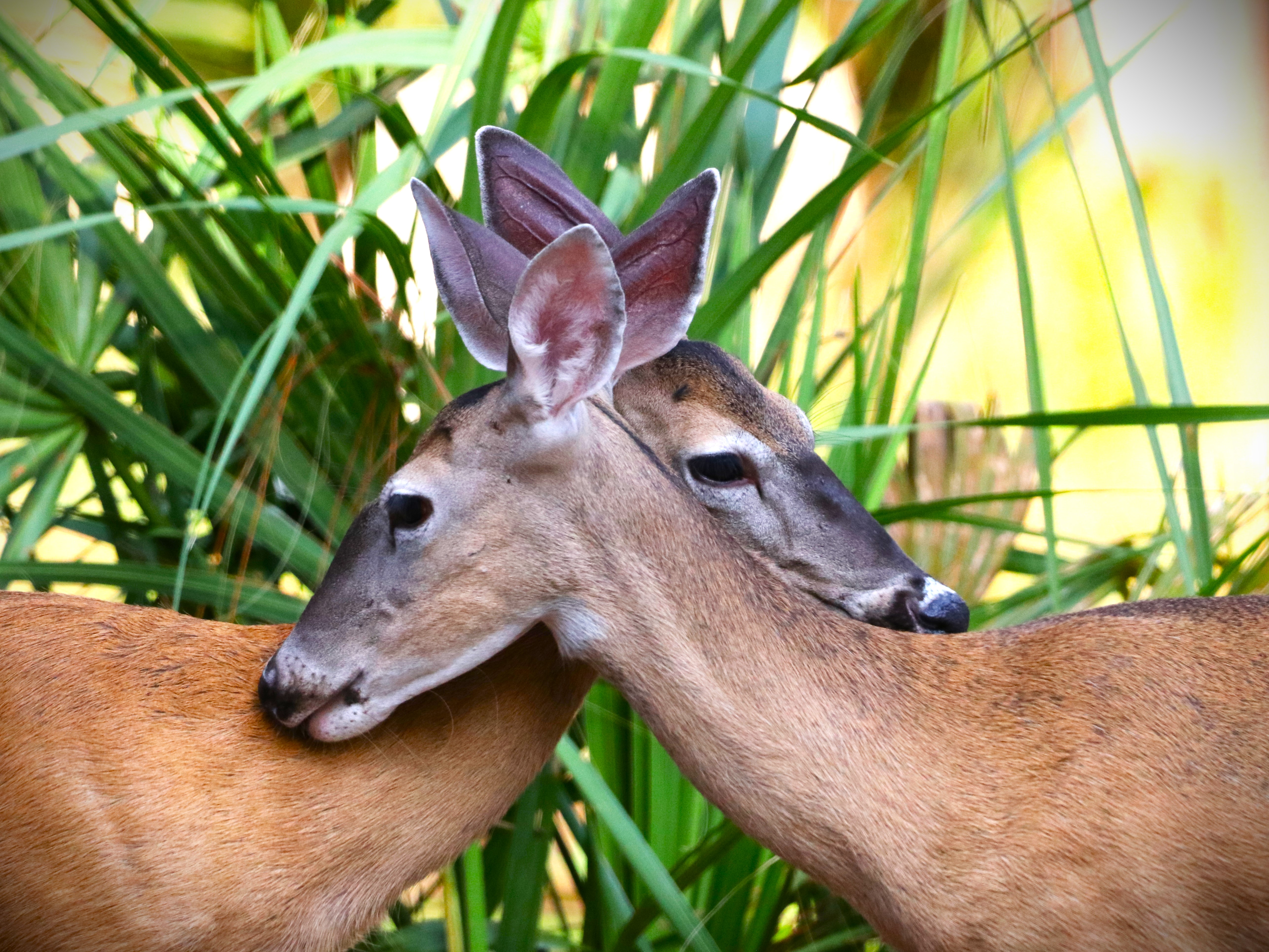 Two deer nuzzling in lush Florida greenery in Palm Harbor