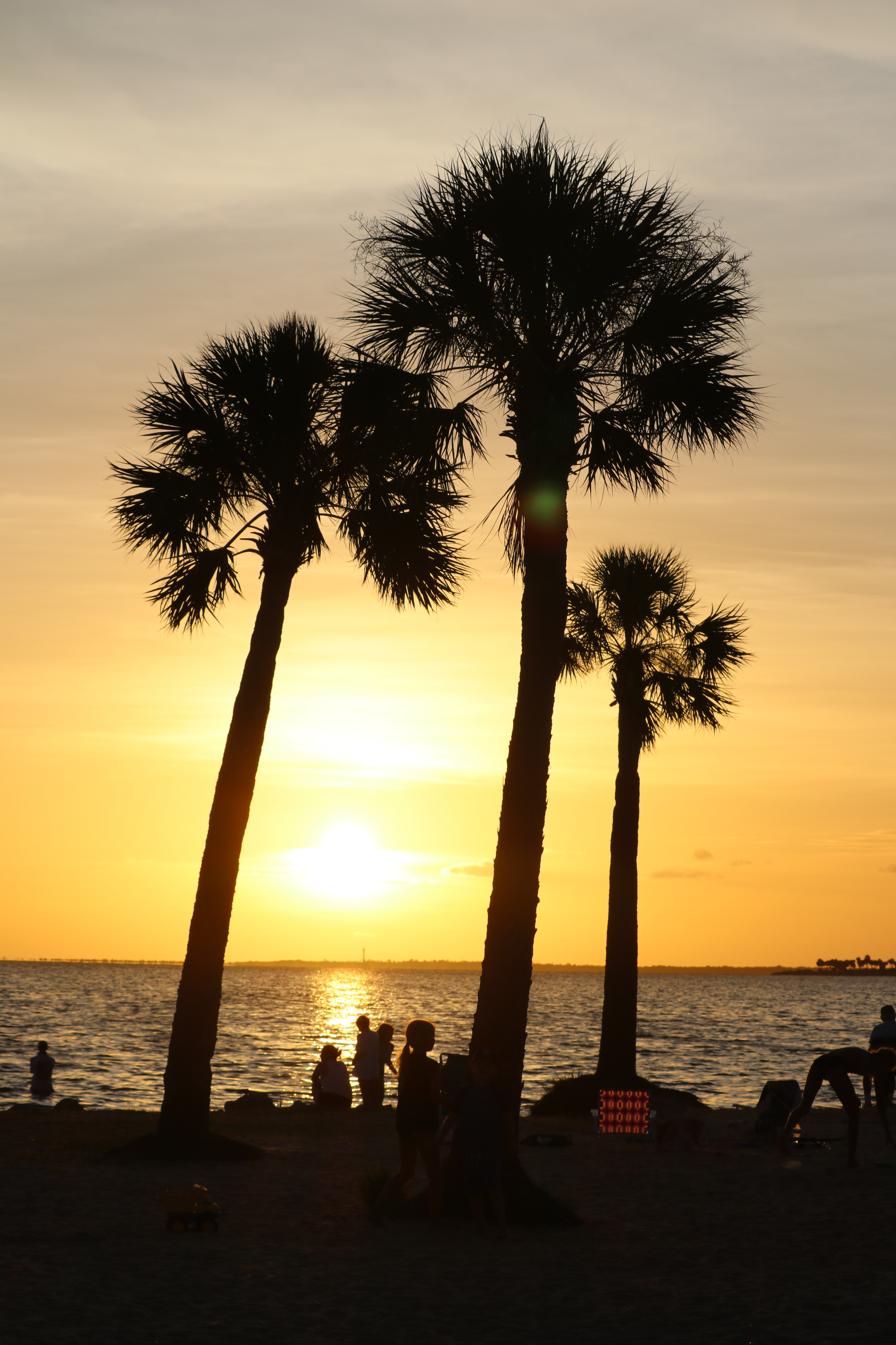 Gulf Coast sunset with palm tree silhouettes near Tarpon Springs