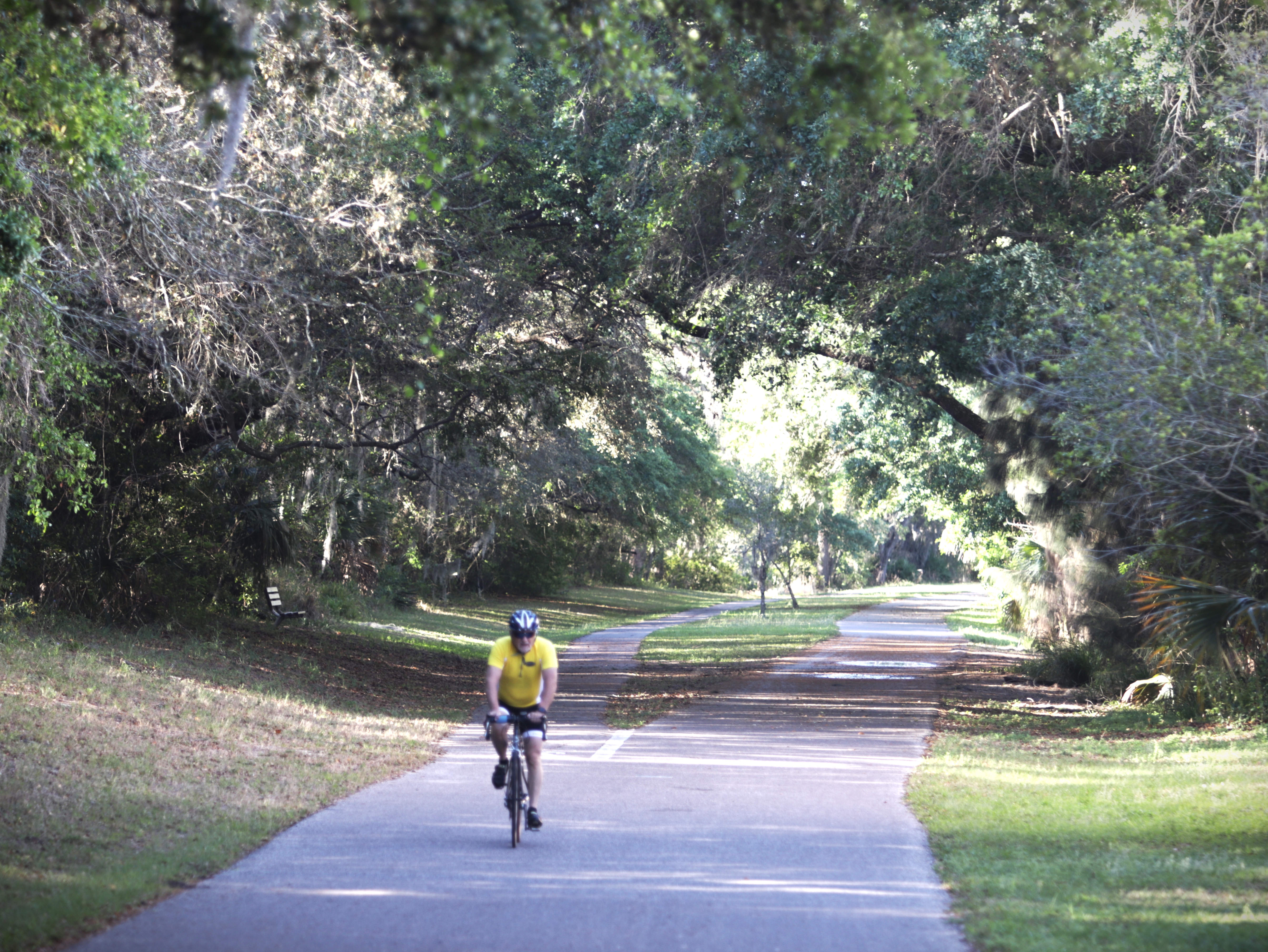 Cyclist riding the Pinellas Trail through a canopy of live oak trees