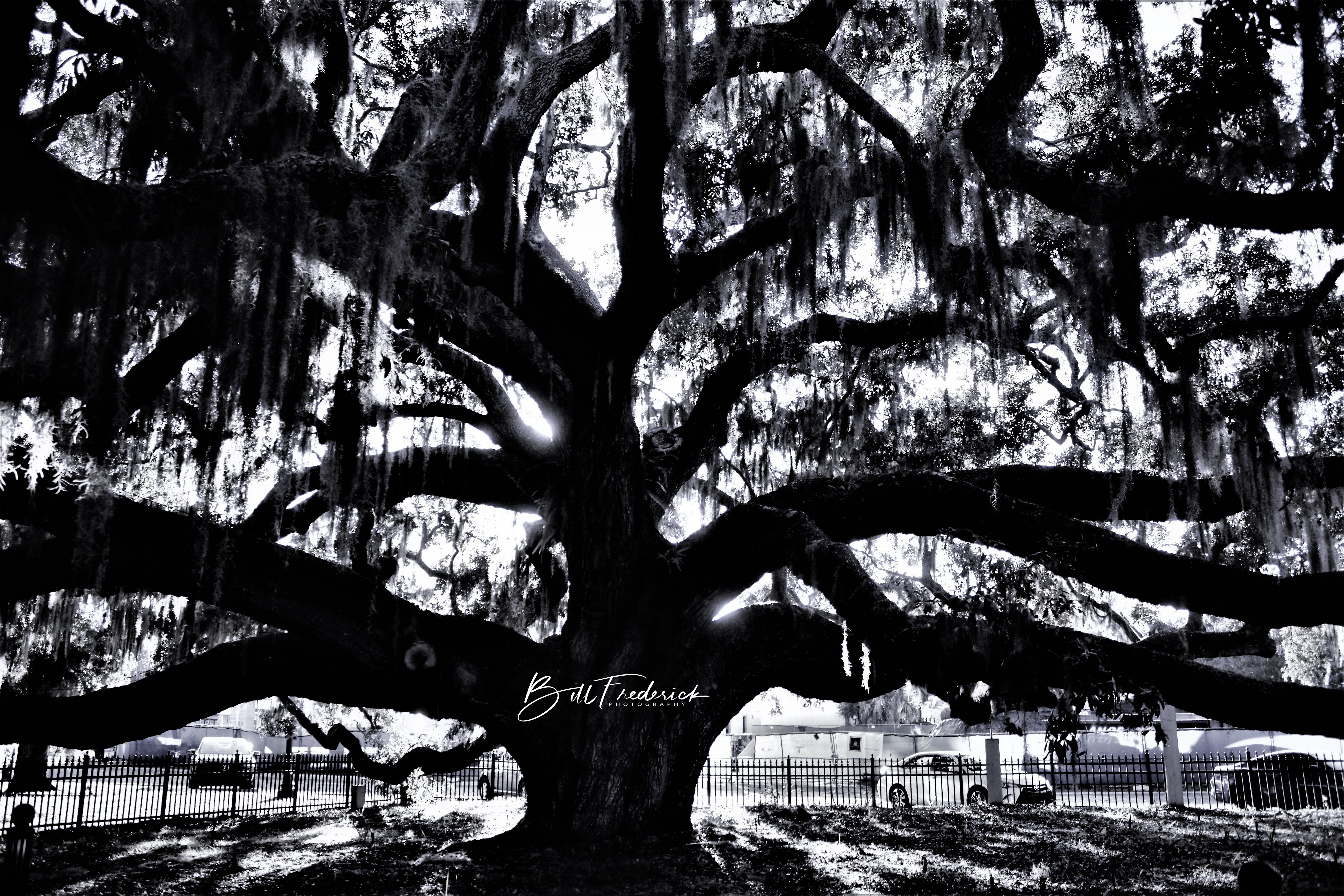 Massive old oak tree in Safety Harbor