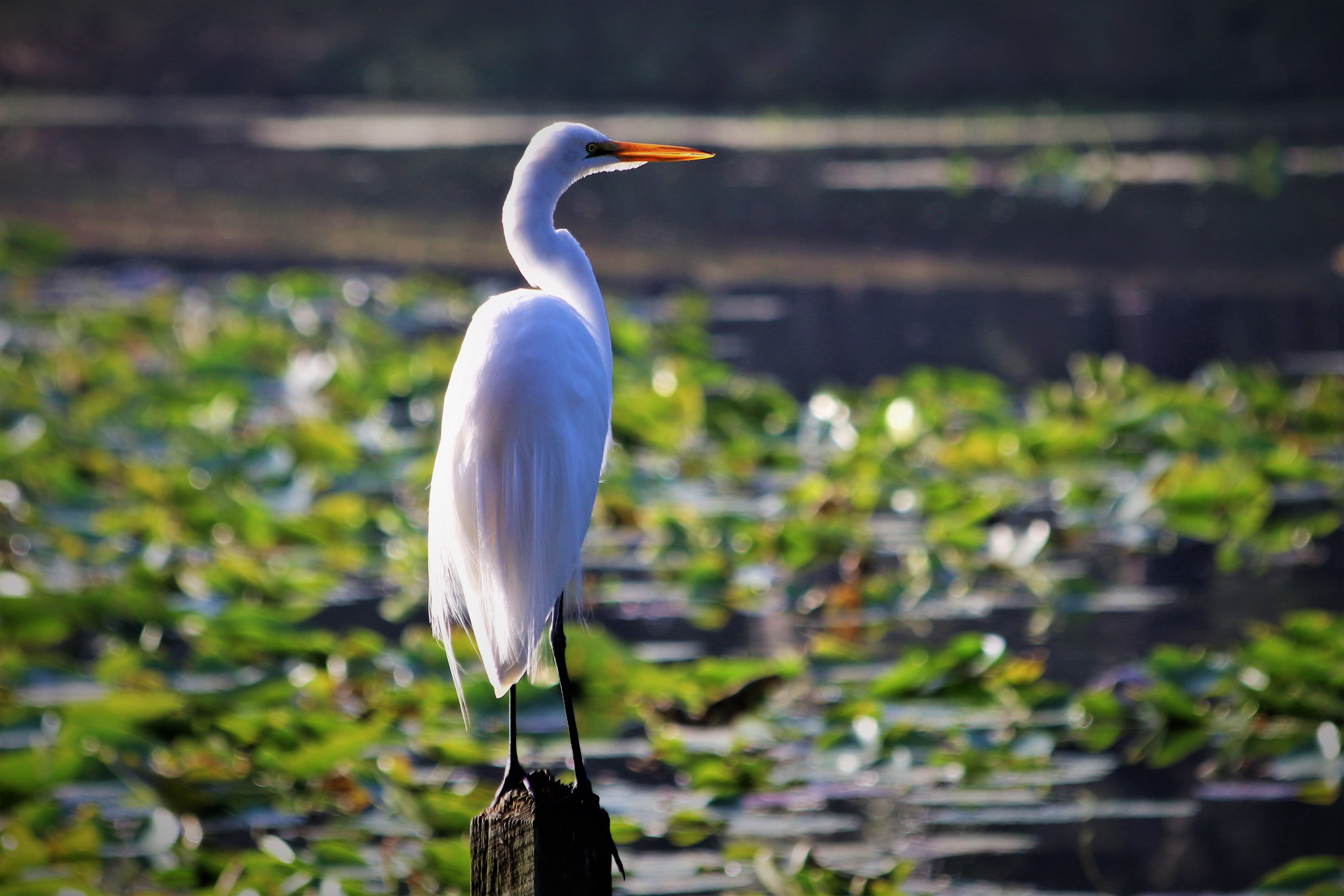 Great egret perched on a post over a lily-covered pond in Palm Harbor