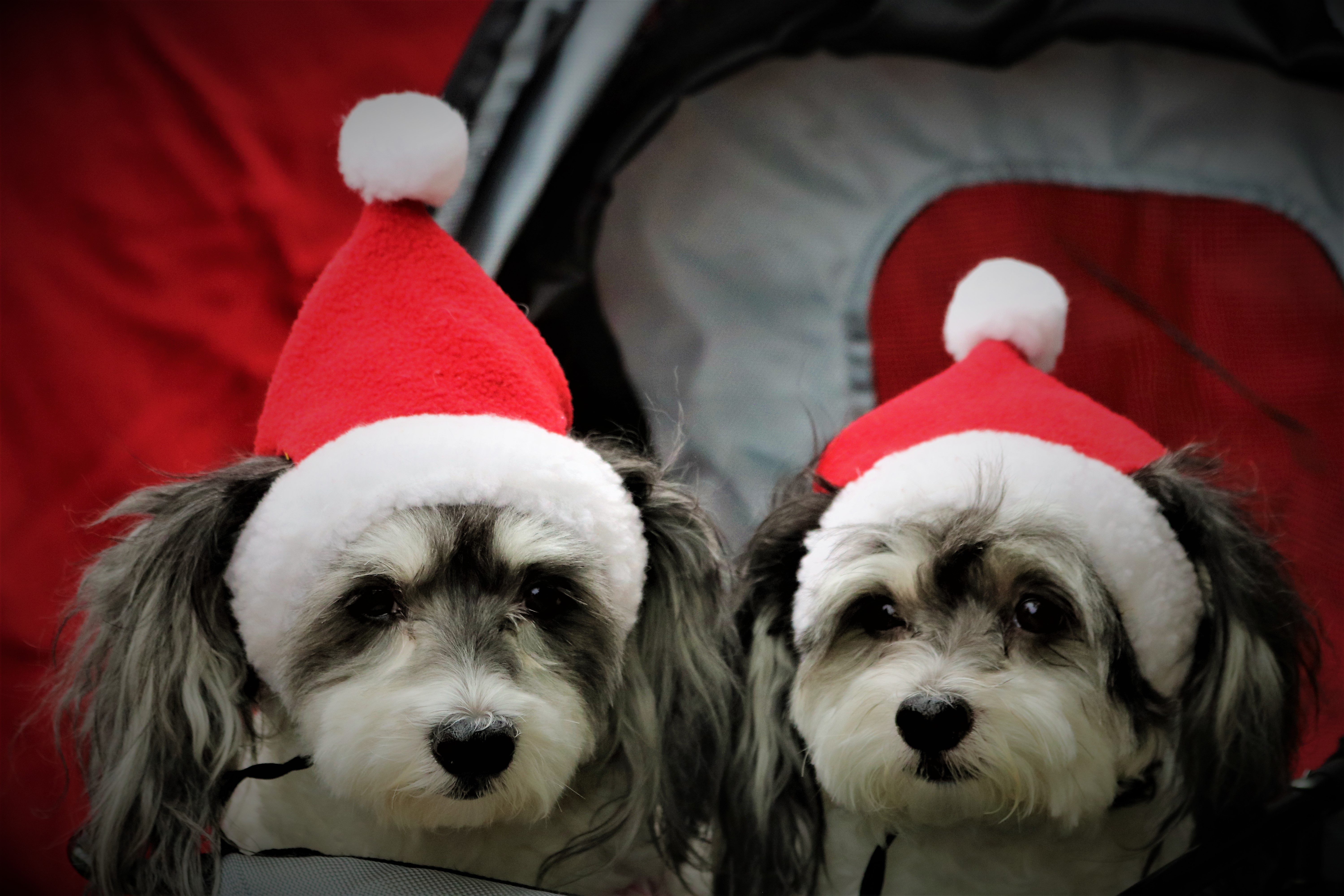 Two dogs wearing Santa hats in Dunedin, Florida