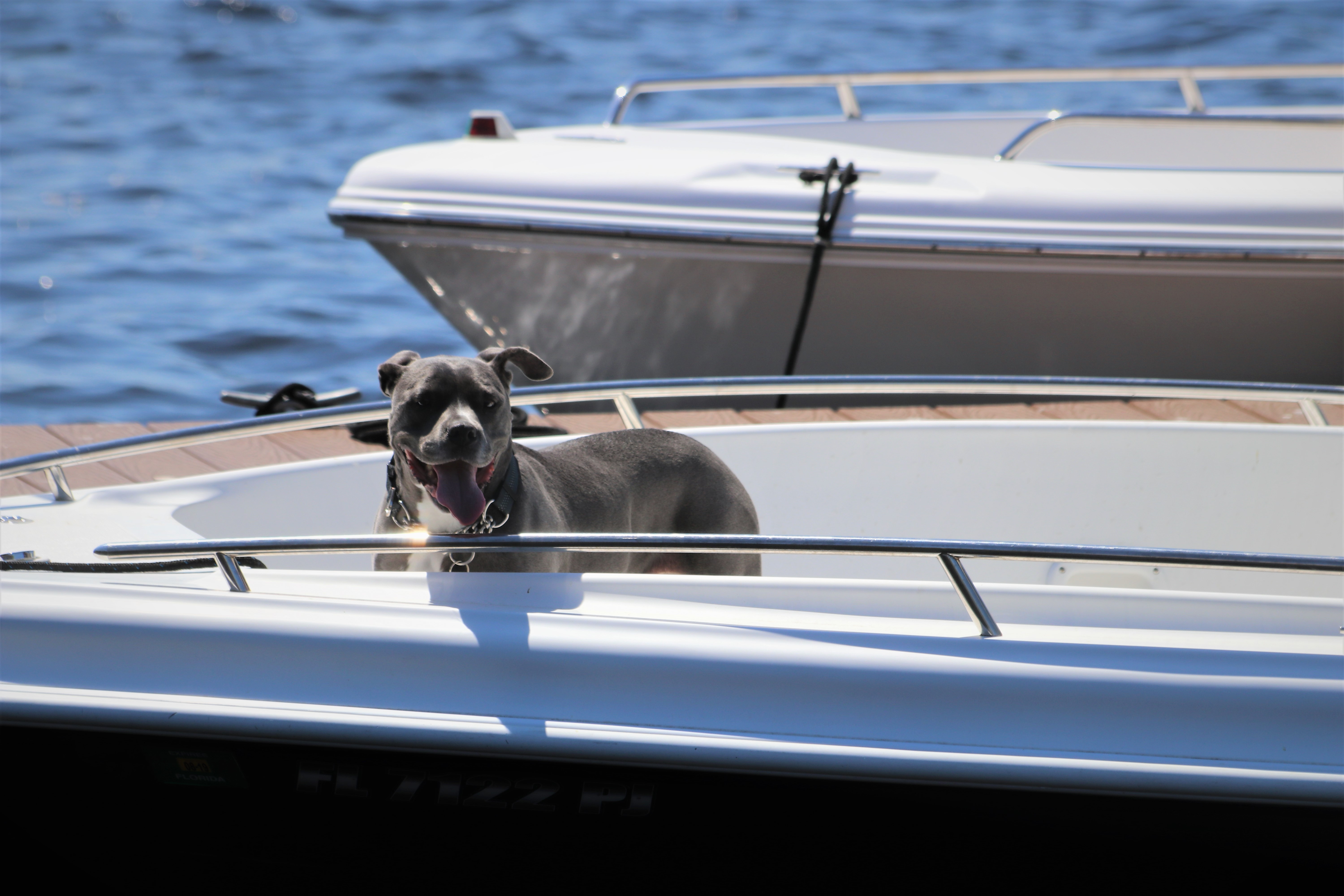 A dog enjoying a boat ride on the water near Dunedin, Florida