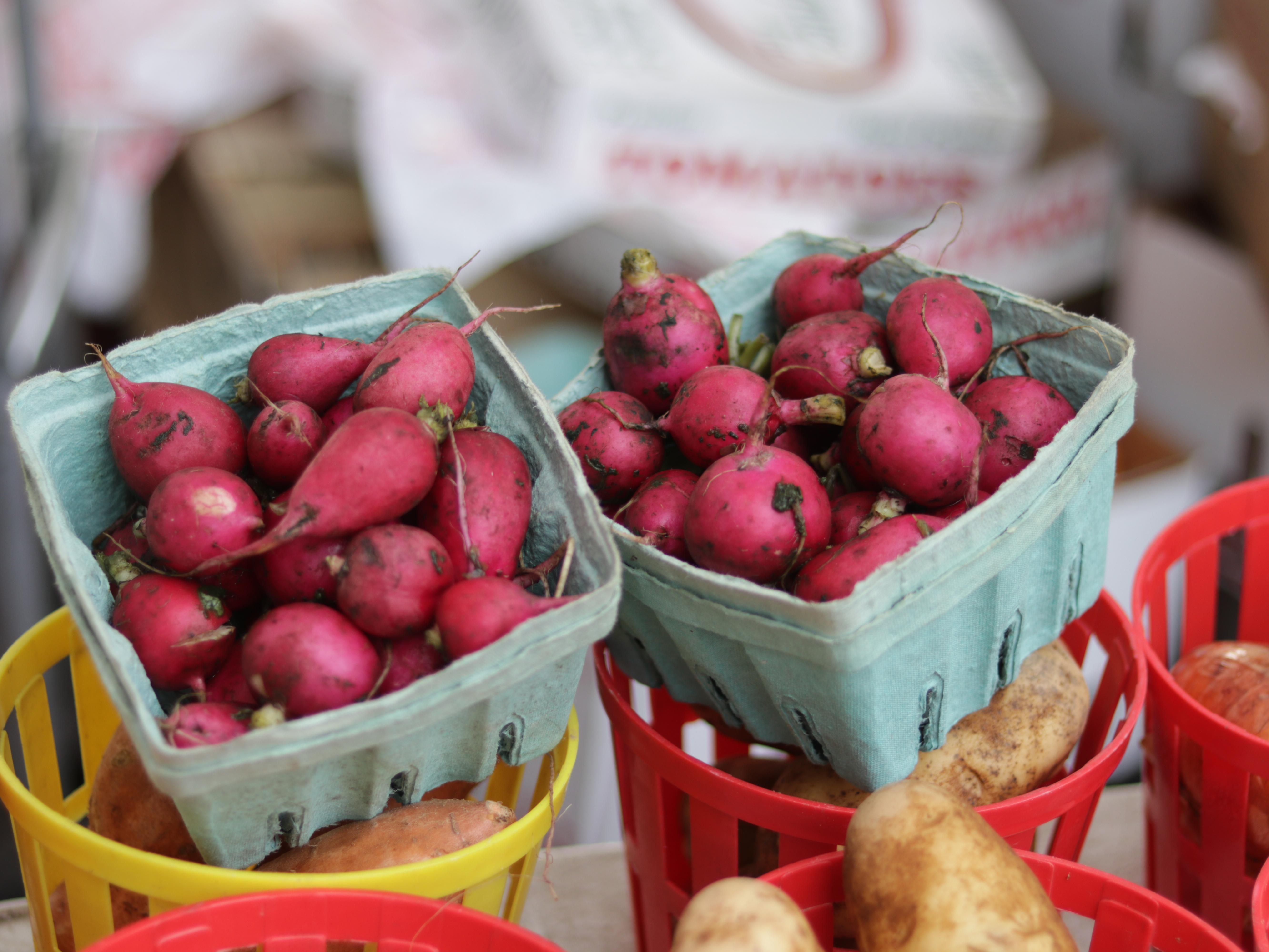 Fresh red radishes in baskets at a farmers market